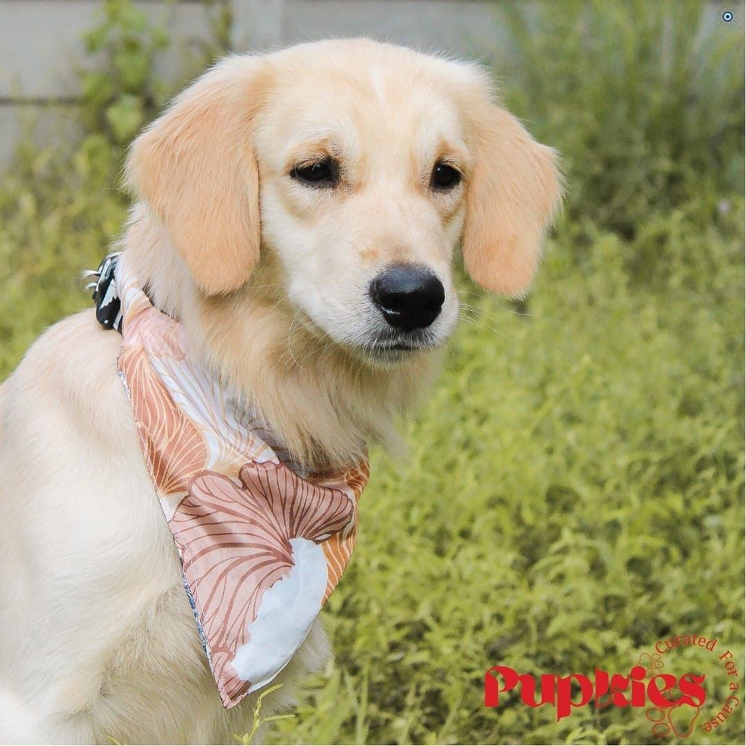 Floral Bloom Bandana